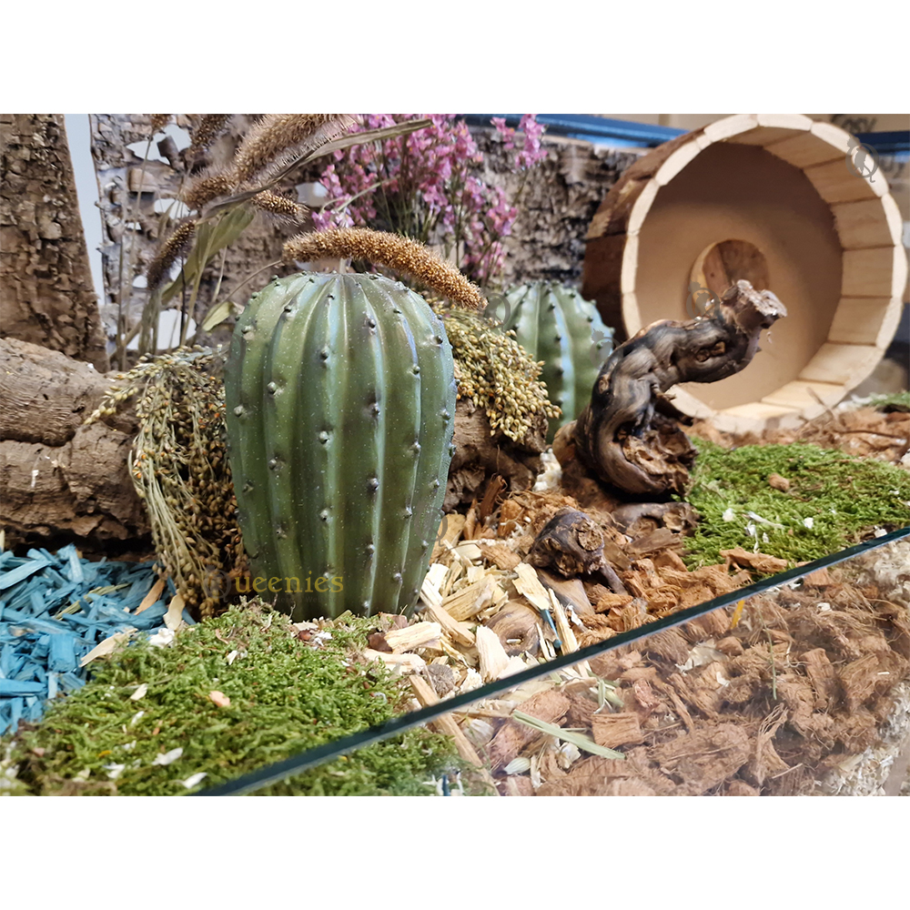 Nep Cactus in Hamsterscaping