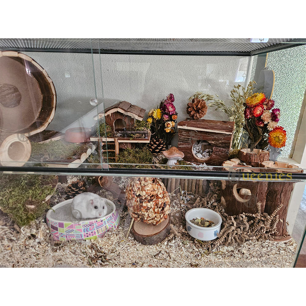 Paddenstoel in hamster terrarium