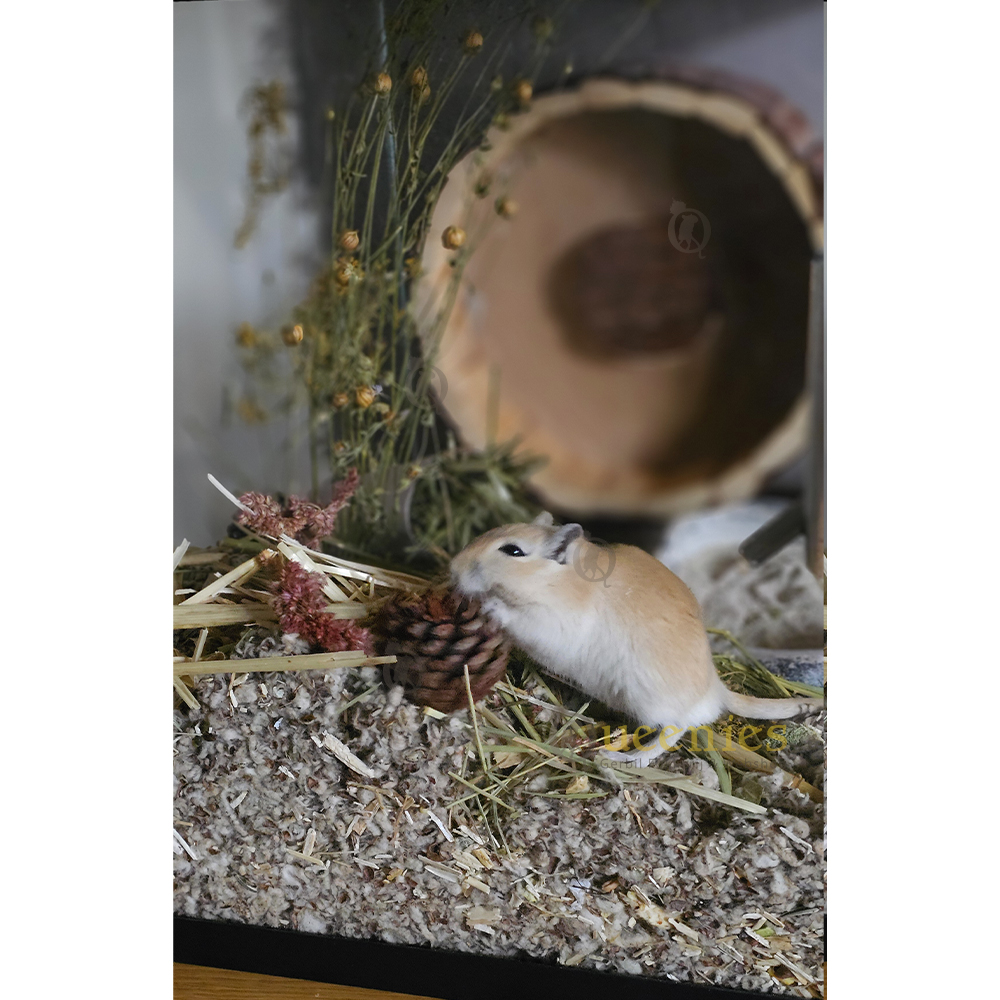 Gerbil in Terrarium