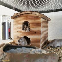 Gerbil villa Melvin van Trixie