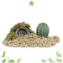 Cactus in Pot - Woestijndecoratie in Hamsterscaping